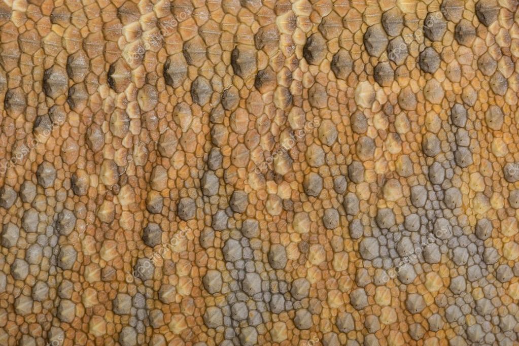 Skin texture of Bearded Dragon Stock Photo by ©fivespots 25773379