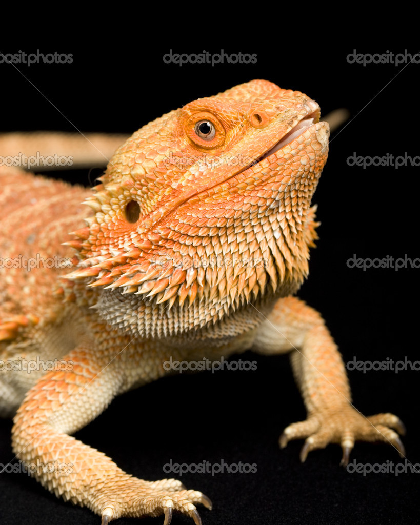 Tegning Med Skjeggete Drager