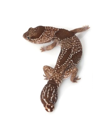 orman Afrika yağlı kuyruklu gecko