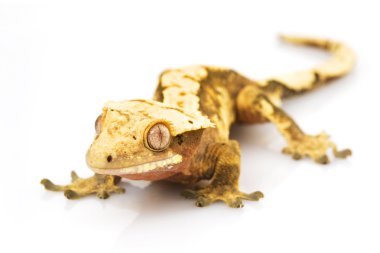 Tepeli gecko