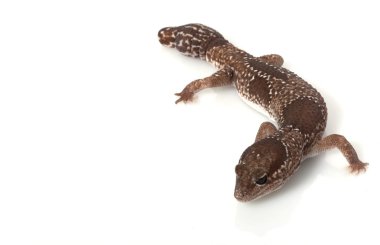 orman Afrika yağlı kuyruklu gecko