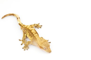 Tepeli gecko