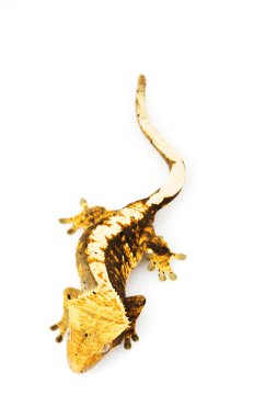 Tepeli gecko