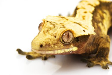 Tepeli gecko