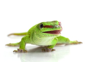 Giant Day Gecko clipart