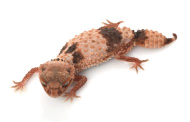 Bantlı Tokmak Kuyruklu Gecko