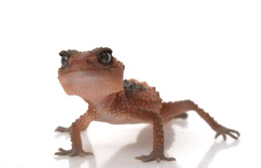 Bantlı Tokmak Kuyruklu Gecko