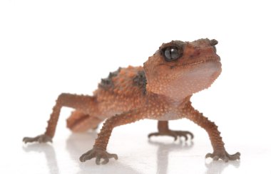 Bantlı Tokmak Kuyruklu Gecko