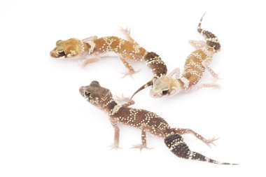 Havlayan Gecko (Nephrurus milii)