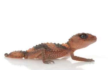 Bantlı Tokmak Kuyruklu Gecko