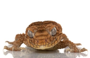 centralian kaba topuz kuyruklu gecko