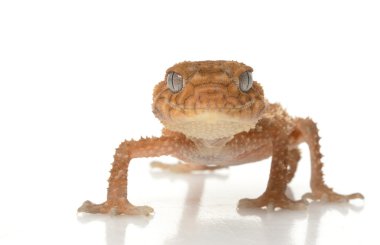 Sert Tokmak Kuyruklu Gecko