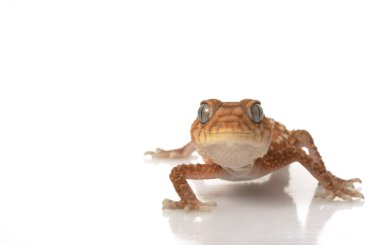 Sert Tokmak Kuyruklu Gecko