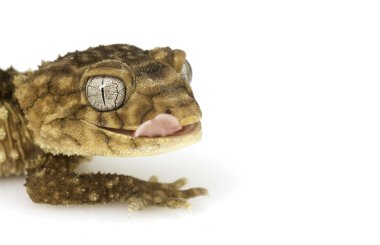 centralian kaba topuz kuyruklu gecko