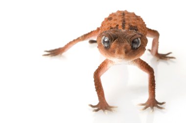 centralian kaba topuz kuyruklu gecko