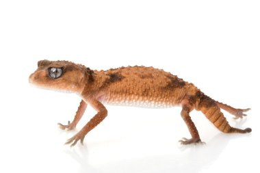centralian kaba topuz kuyruklu gecko
