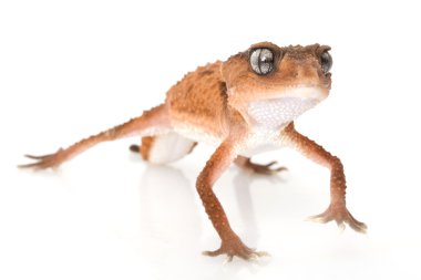 centralian kaba topuz kuyruklu gecko