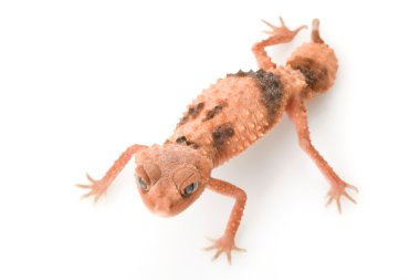 centralian kaba topuz kuyruklu gecko