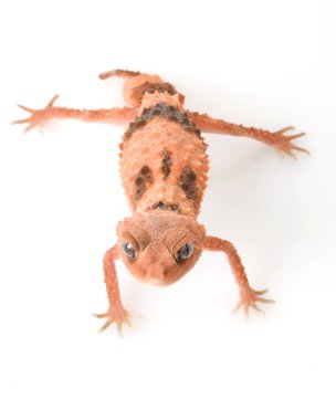 centralian kaba topuz kuyruklu gecko