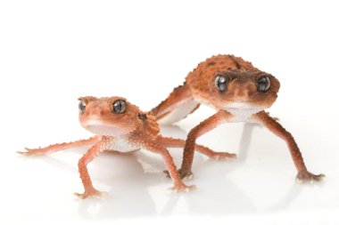 centralian kaba topuz kuyruklu gecko