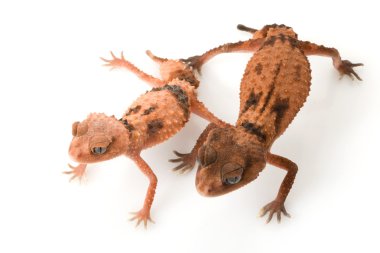centralian kaba topuz kuyruklu gecko