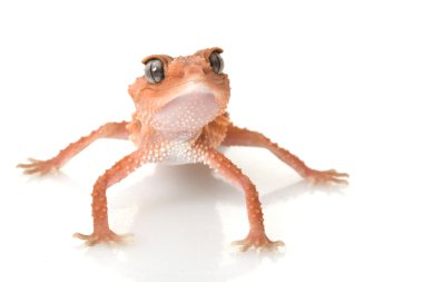 centralian kaba topuz kuyruklu gecko