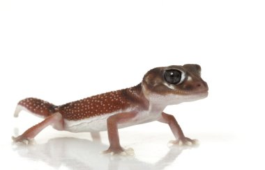 Yumuşak Tokmak Kuyruklu Gecko