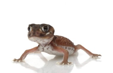 Yumuşak Tokmak Kuyruklu Gecko