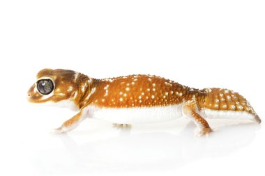 Yumuşak Tokmak Kuyruklu Gecko