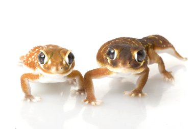 Yumuşak Tokmak Kuyruklu Gecko