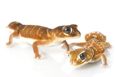 Yumuşak Tokmak Kuyruklu Gecko