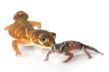 Yumuşak Tokmak Kuyruklu Gecko