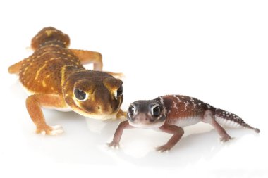 Yumuşak Tokmak Kuyruklu Gecko