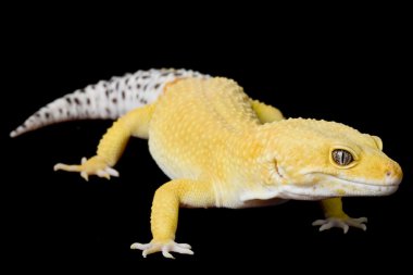 Leopar kertenkelesi