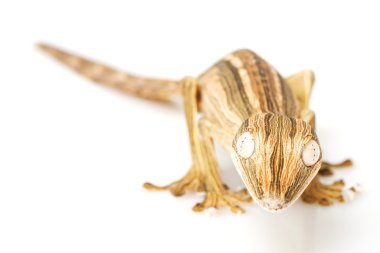 çizgili yaprak-kuyruk gecko