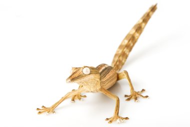 çizgili yaprak-kuyruk gecko