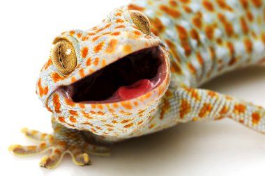 Tokay Gecko clipart