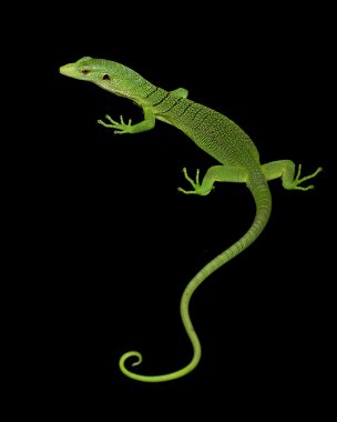 Yeşil ağaç monitör kertenkele