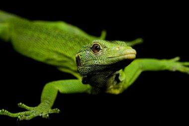 Yeşil ağaç monitör kertenkele