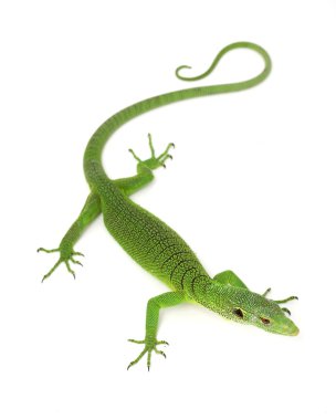 Yeşil ağaç monitör kertenkele