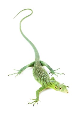 Yeşil ağaç monitör