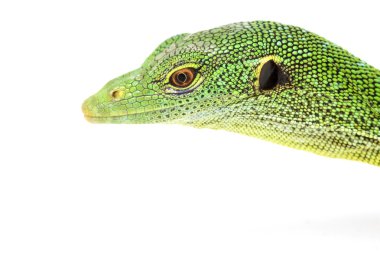 Yeşil ağaç monitör kertenkele