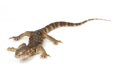 Beyaz boğazlı monitör kertenkele