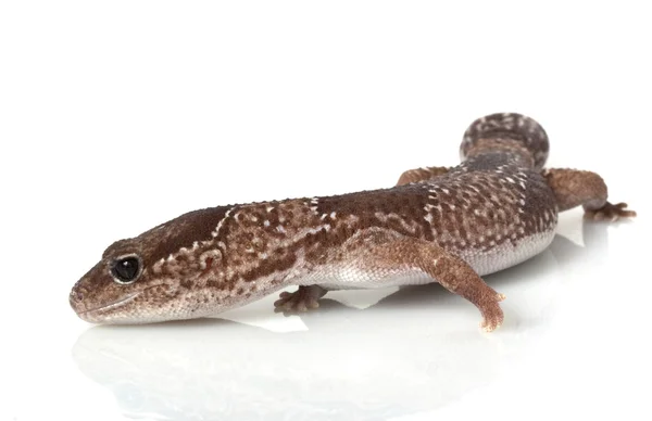 Selva africana de cola gorda Gecko — Foto de Stock