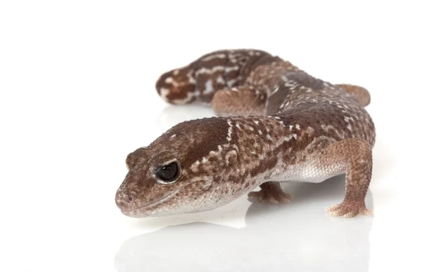 Africké džungle tuk tailed gecko — Stock fotografie