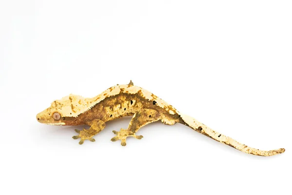 Crested gecko — Zdjęcie stockowe