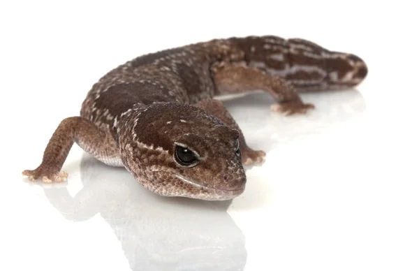 Gecko de cauda gorda africana da selva — Fotografia de Stock