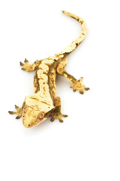 Gecko à crête — Photo