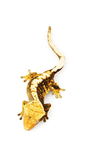 Crested Gecko — Stock Photo, Image