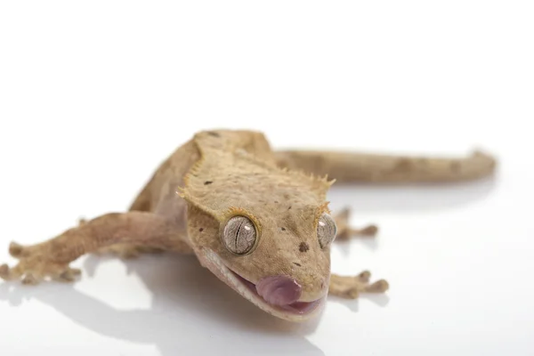 Chocholatý gecko — Stock fotografie